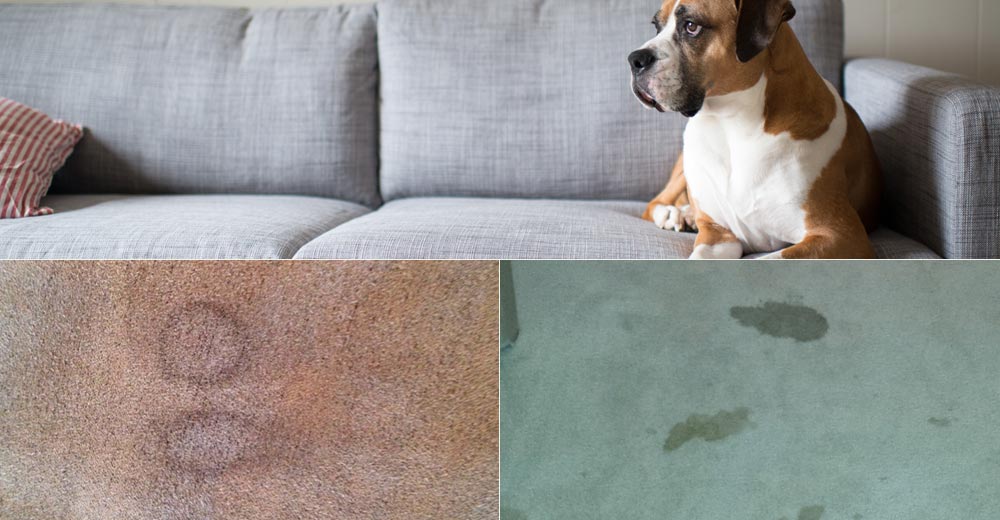 Pet Stain and Odor Removal